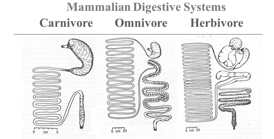 Mammalian+Digestive+Systems